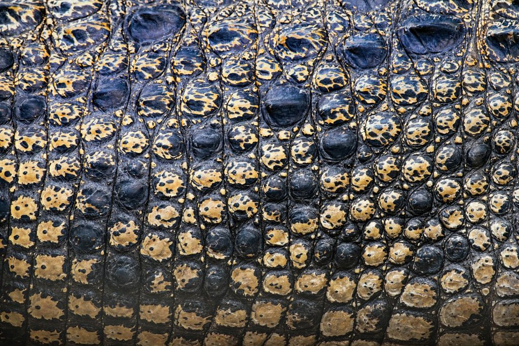 Crocodile Briefcase: Executive Exotic Leather
