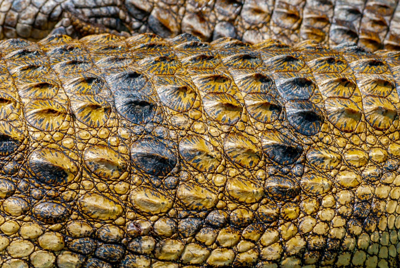 Crocodile Handbags